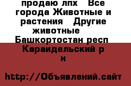 продаю лпх - Все города Животные и растения » Другие животные   . Башкортостан респ.,Караидельский р-н